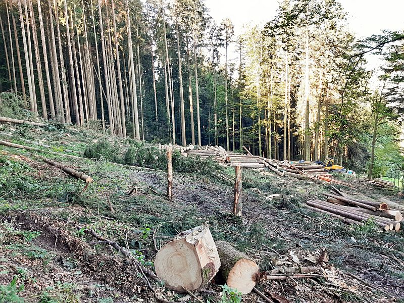 Wald.Heimiswil.Nachher