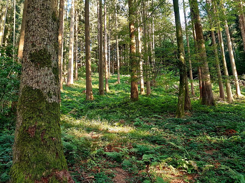 Wald.Heimiswil.gesunder.Wald