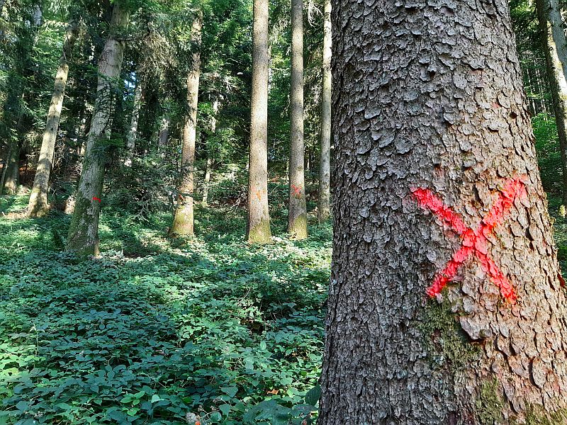 Wald.Heimiswil.markierte.Bäume