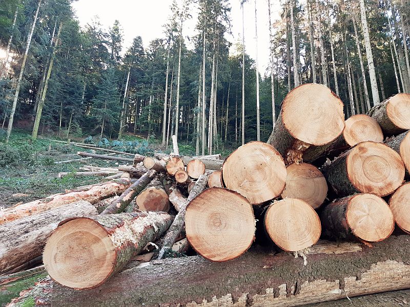 Wald.Heimiswil.nachRodung4