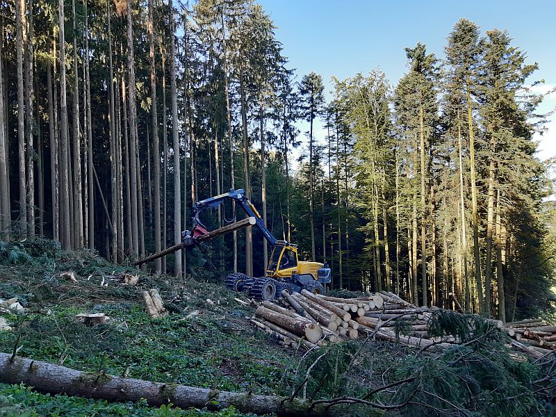 Wald.Heimiswil.nachRodung6
